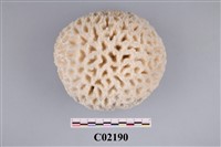 藏品(珊瑚化石)的圖片